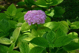 绣球花  