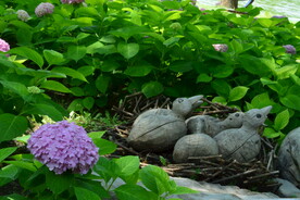 绣球花 