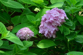 绣球花 