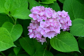 绣球花 