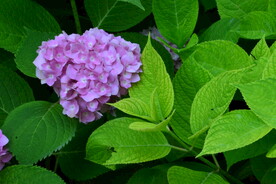 绣球花  