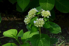 绣球花  