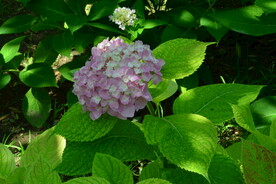 绣球花  