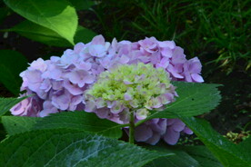绣球花  