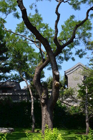 公园风景  