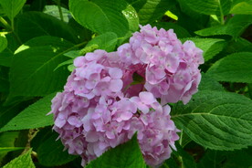 绣球花  