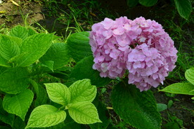 绣球花  