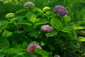 绣球花  