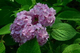 绣球花  