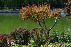 公园风景 