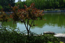 公园风景  