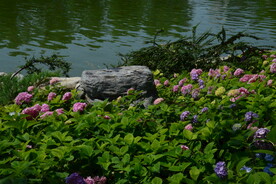 绣球花 