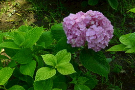 绣球花  