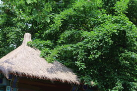 公园风景  