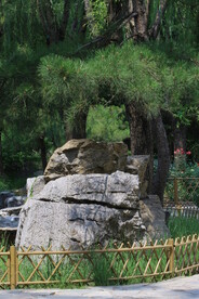 公园风景  