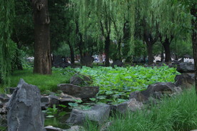 公园风景 