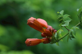 凌霄花  