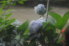 绣球花