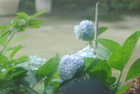 绣球花