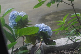 绣球花