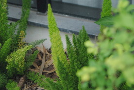 植物