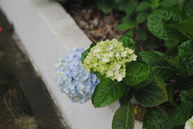龙船花