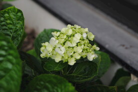 绣球花