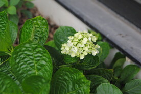 盆栽绣球花