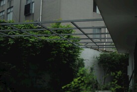 水君子藤蔓