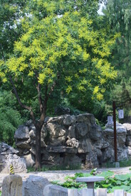 公园风景  