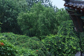 公园风景  