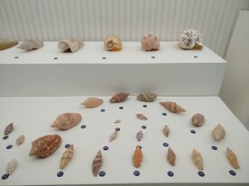 各式各样的贝壳