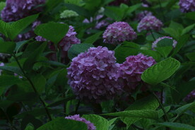 绣球花  