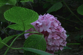 绣球花  