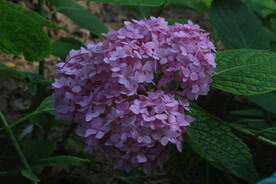 绣球花  