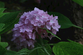 绣球花  