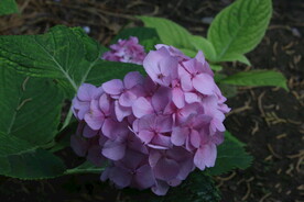 绣球花 