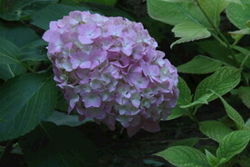 绣球花  
