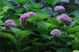 绣球花 