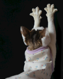 小猫德文练功