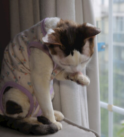 小猫德文保洁