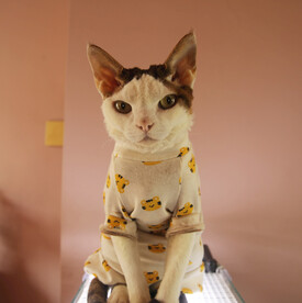 小猫德文