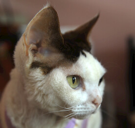小猫德文