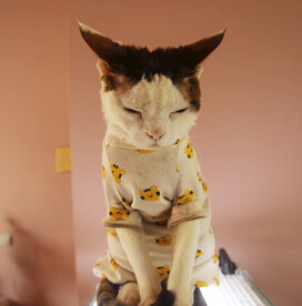 小猫德文养神