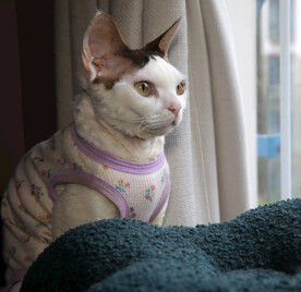 小猫德文