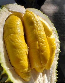榴莲
