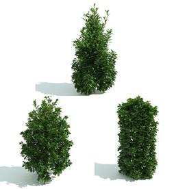 C4D模型 绿色植物