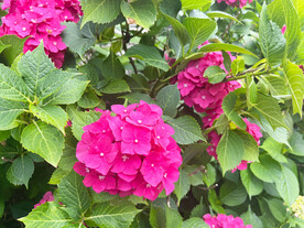 绣球花