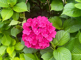 绣球花