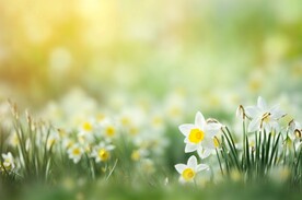 创意多彩花朵水彩海报背景